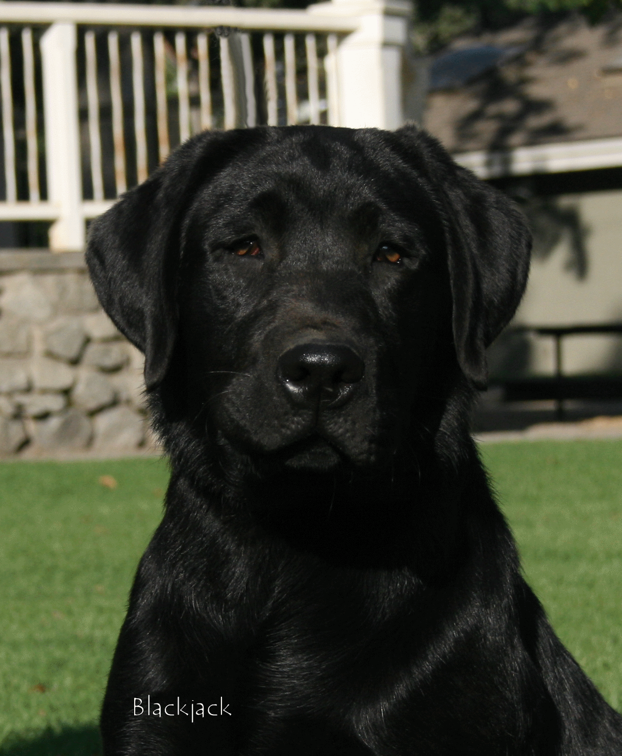 Black Lab stud, Ca breeders