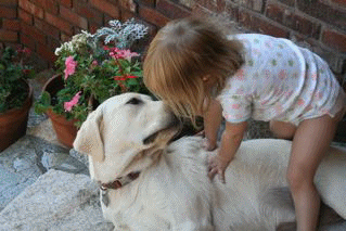 Yellow Lab companion puppies, Ca breeders