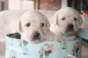 Yellow Labs, Ca