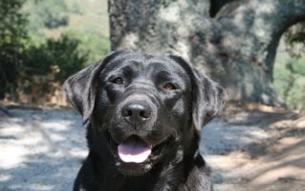 English Black lab, breeder, California