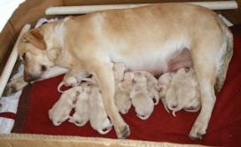 Yellow Lab puppies, Ca breeders