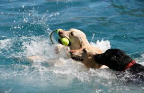 Yellow and Black Labrador retrievers, CA