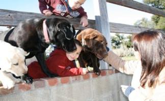 Yellow and Black Labrador Retrievers, CA breeders